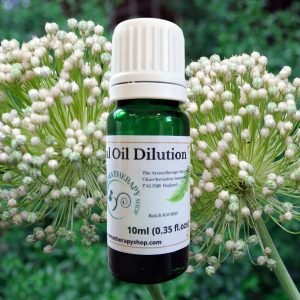 Angelica Root Essential Oil Dilution / Organic