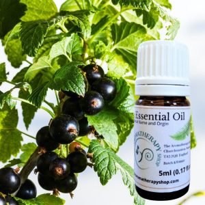 Blackcurrant Bud Essential Oil / Origin France