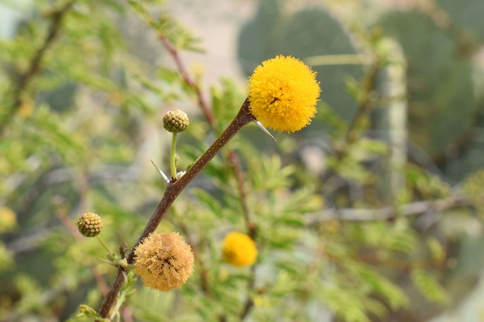 Cassie Flower Essential Oil (Sweet Acacia) - Image 2