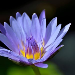 Blue Lotus Essential Oil - Pure & Natural Steam Distilled Aromatherapy Oil - Calming, Soothing, Wellness