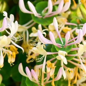 Perfumers Honeysuckle Base Oil / A Rare Floral Base