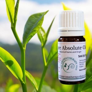 White Tea Absolute Oil / Origin: Northern India