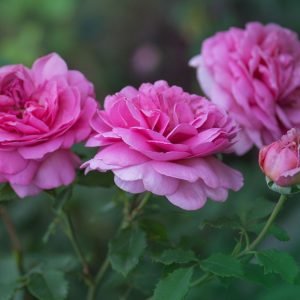 English Rose Aroma Oil for Soaps, Candles, Lotions and Shampoos