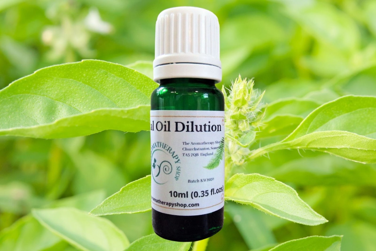 Lemon Basil Essential Oil Dilution / Organic