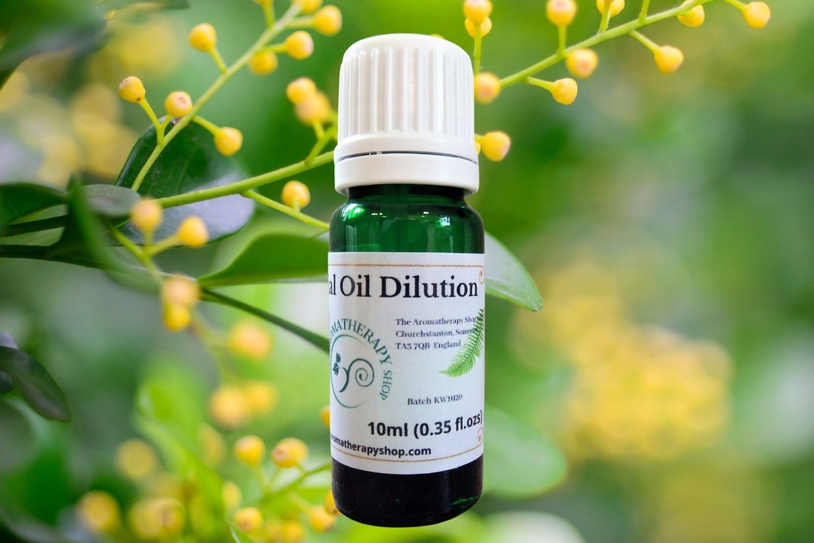 Aglaia Essential Oil Dilution