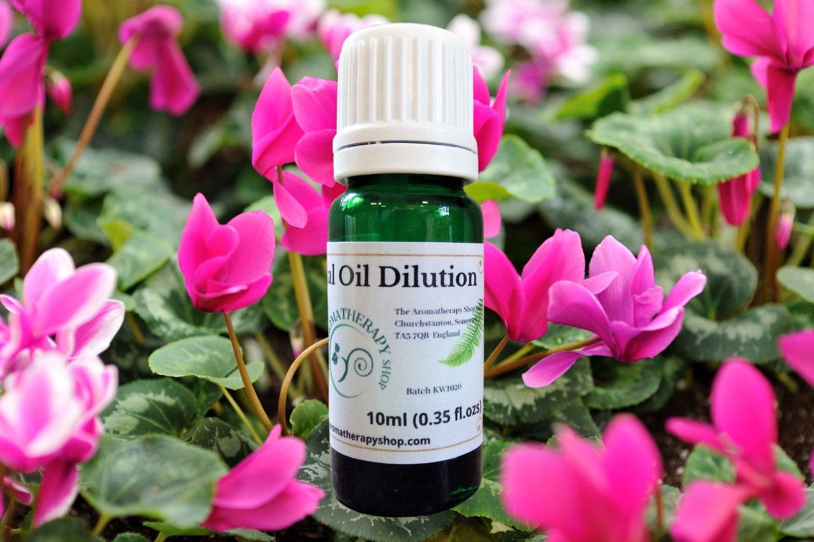 Cyclamen Essential Oil Dilution