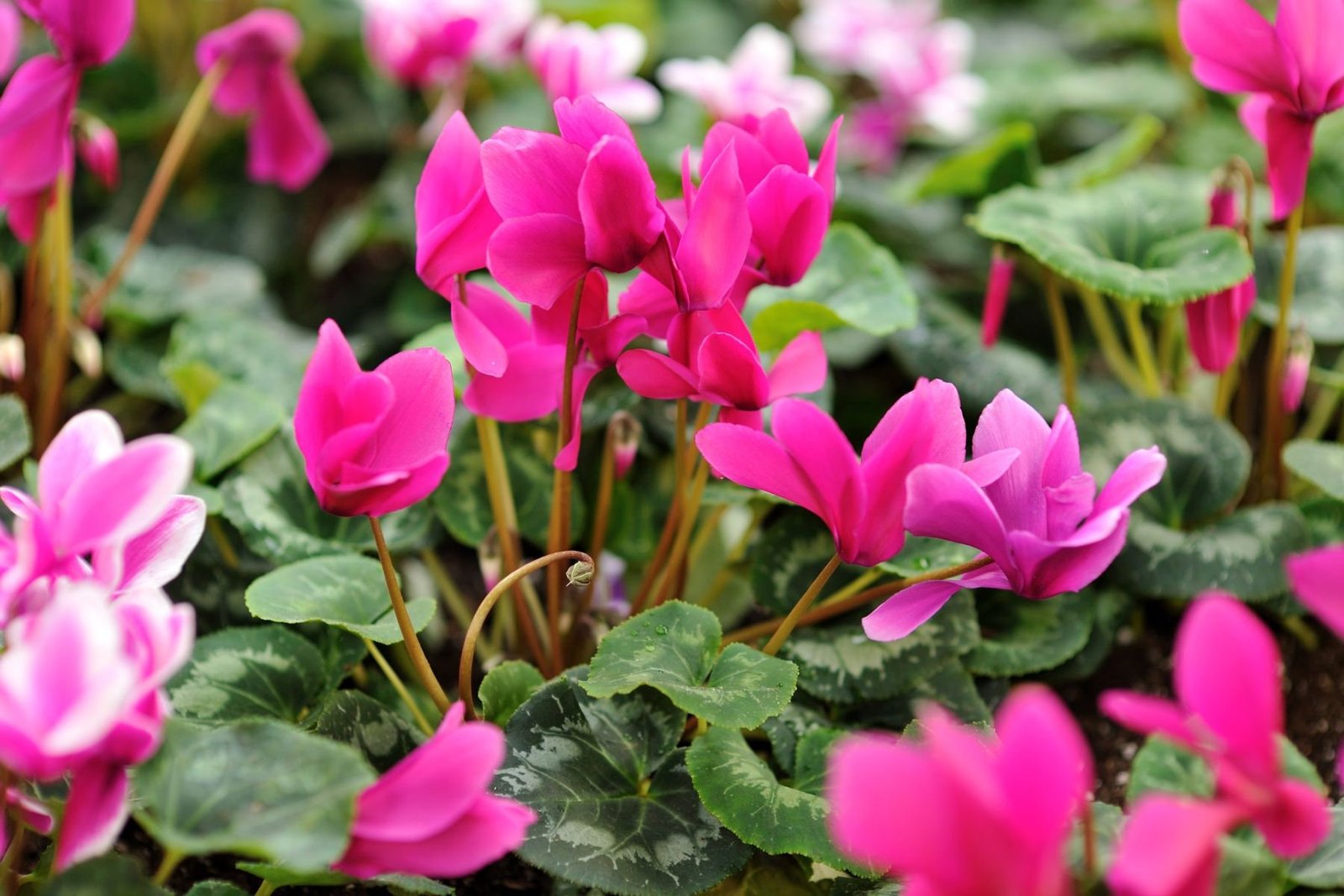 Cyclamen Essential Oil Dilution - Image 2