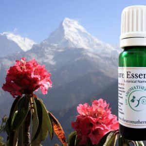 Himalayan Rhododendron Essential Oil / Origin Nepal