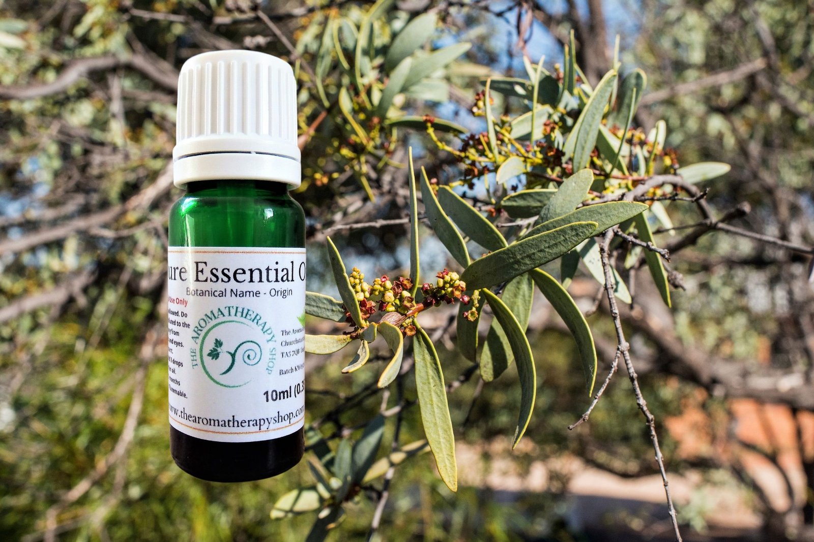 Australian Sandalwood Essential Oil