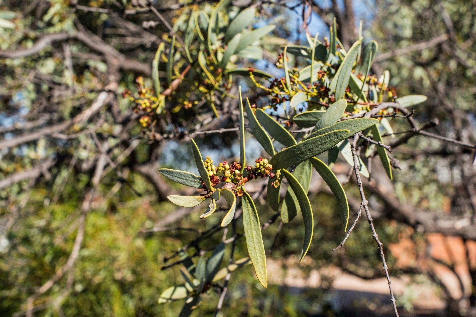 Australian Sandalwood Essential Oil - Image 2