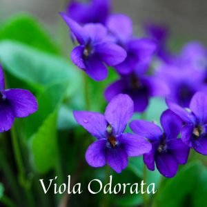 Perfumer's Violet Leaf Absolute/ Mossy, Leafy Notes