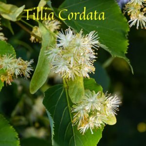 Linden Blossom Pure Absolute / Tilia Cordata Flowers