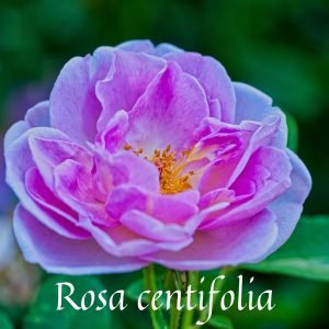 Rose Maroc Absolute / Deeply Floral