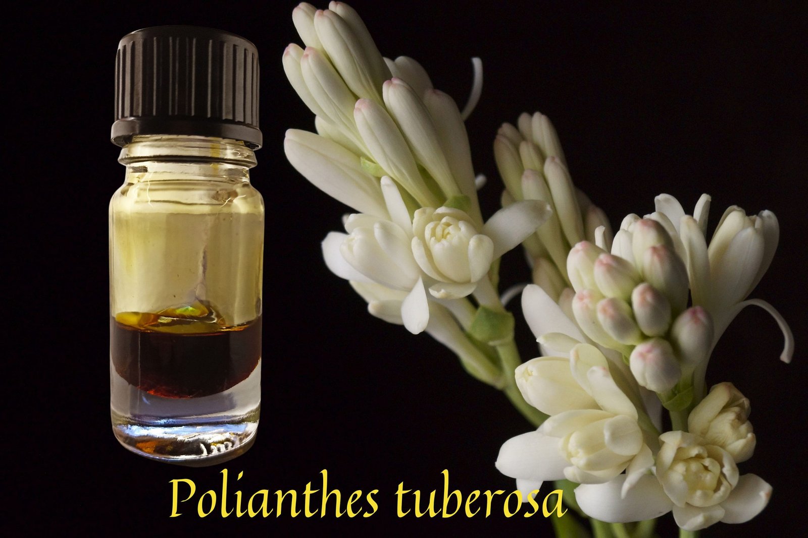 Premium Tuberose Absolute / pourable liquid form in natural TEC