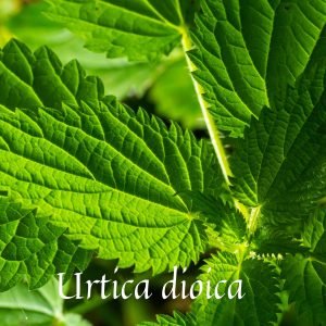 Stinging Nettle Leaf Absolute/ Herbaceous Green Notes