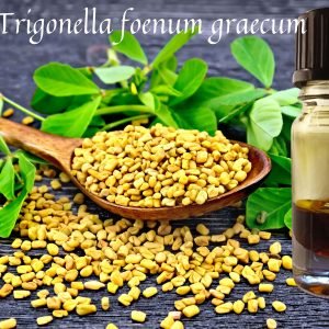 Fenugreek Pure Absolute / Gourmand Base Notes