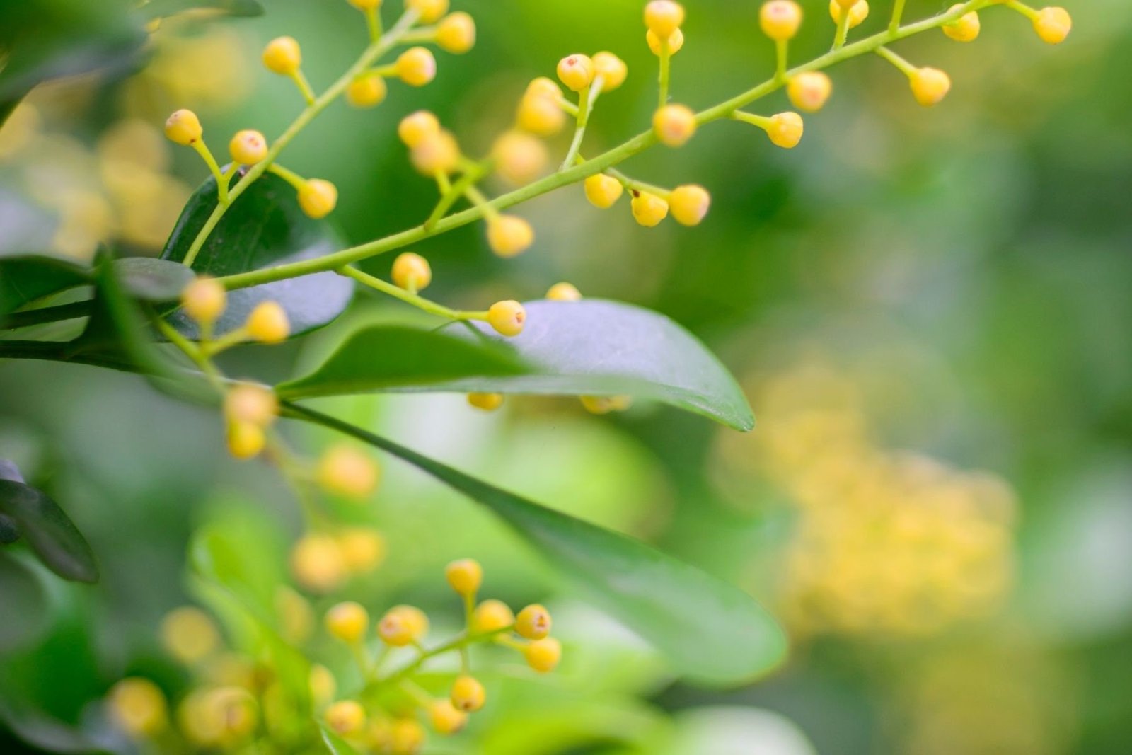 Aglaia Essential Oil Dilution - Image 2