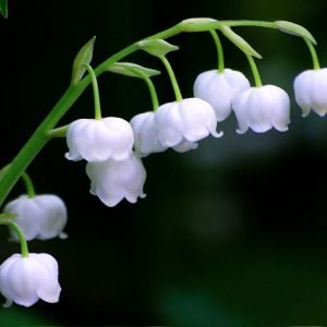 Lily of The Valley Aroma Oil for Soaps, Candles, Lotions and Shampoos