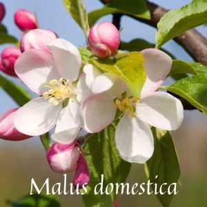 Apple Blossom Extract Natural Perfume