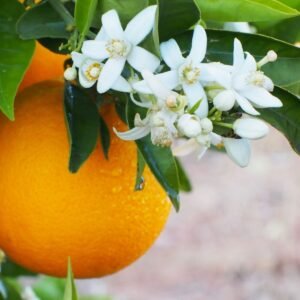 Orange Blossom Aroma Oil for Soaps, Candles, Lotions and Shampoos