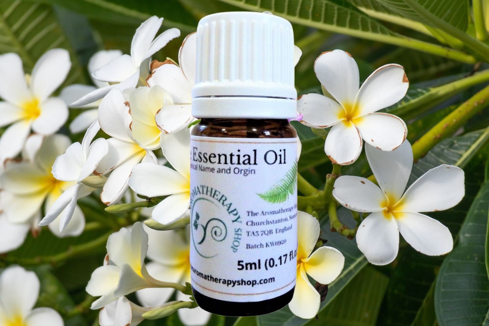 Indonesian Frangipani Essential Oil / Hard to find - Image 3