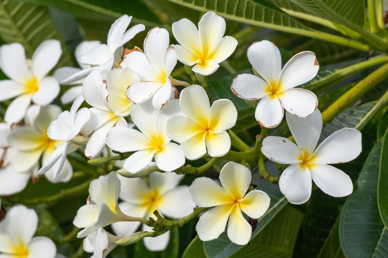 Indonesian Frangipani Essential Oil / Hard to find - Image 2