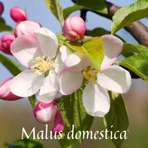 Apple Blossom Extract Natural Perfume