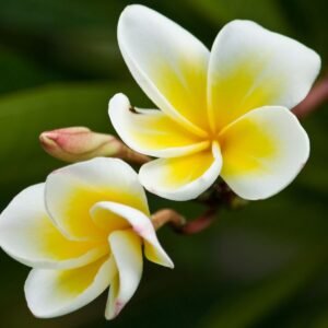 Frangipani Aroma Oil for Soaps, Candles, Lotions and Shampoos