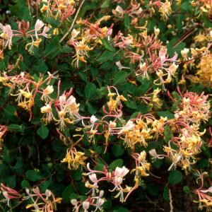 Honeysuckle Aroma Oil for Soaps, Candles, Lotions and Shampoos