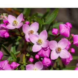 Boronia Natural Perfumers Base / A profoundly beautiful scent!